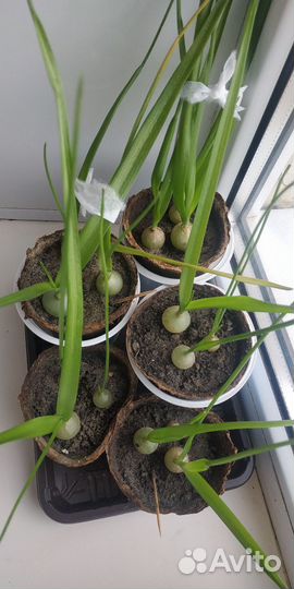 Индийский лук