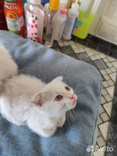 Котёнок белый, мальчик, 2 мес. в добрые руки
