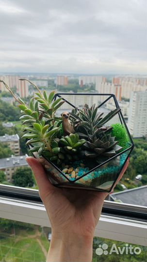 Флорариум суккуленты