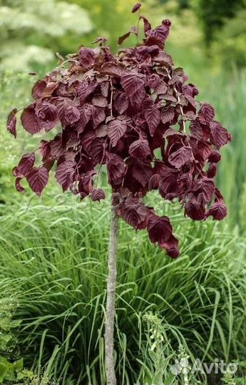 Лещина обыкновенная Пёрпл Амбрелла на штамбе