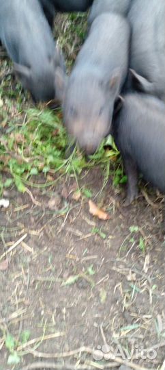 Продаются поросята Кармалы