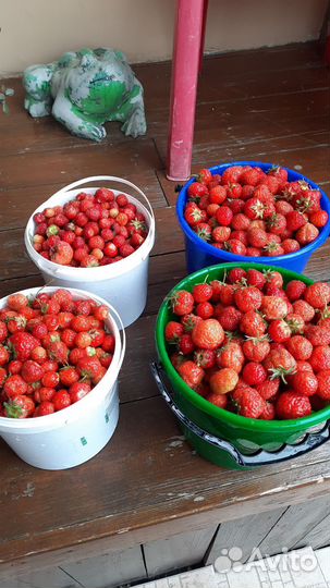 Рассада клубники