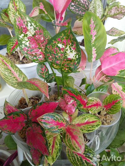 Сортовые аглаонемы