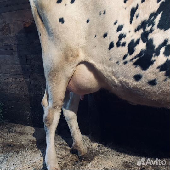 Корова хорошая дойная