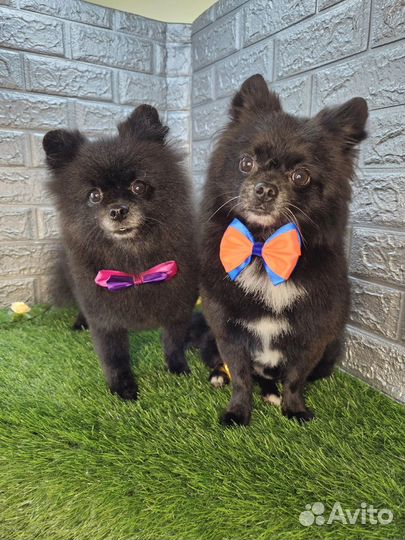 Продам щенка шпица