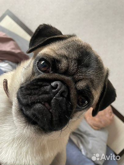 Мопс вязка мальчик
