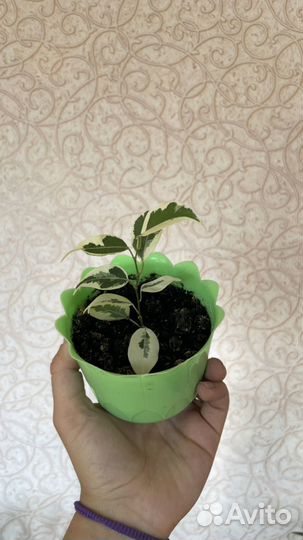 Фикусы Бенджамина