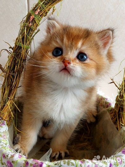 Котёнок Гав