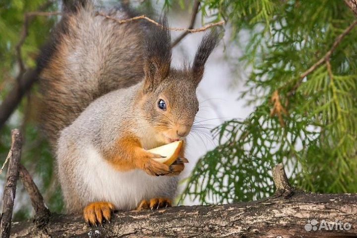 Белка. бельчата