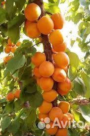 Абрикос колоновидный Принц Март