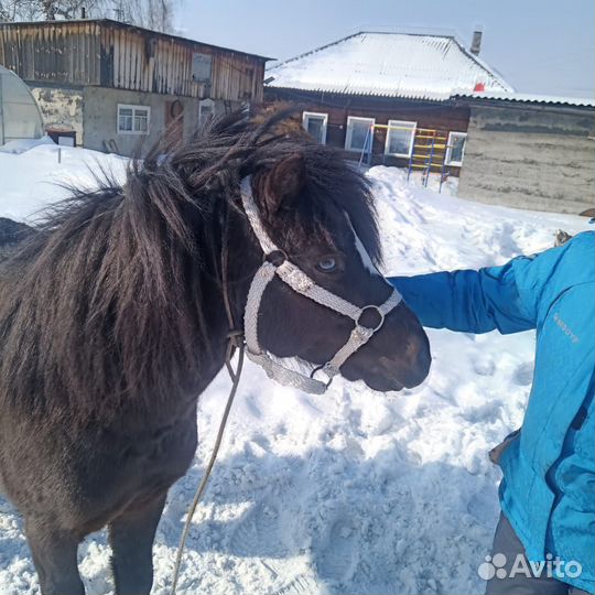 Недоуздк для пони
