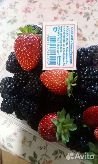 Клубника усы Мурано
