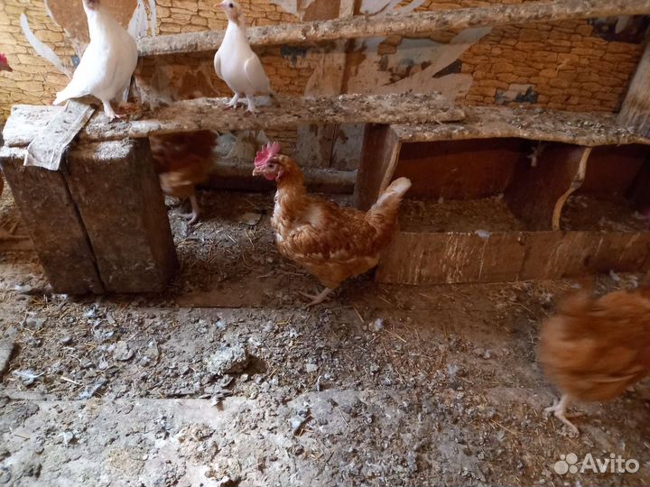 Куры несушки