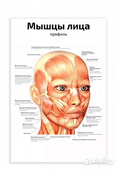 Анатомические плакаты