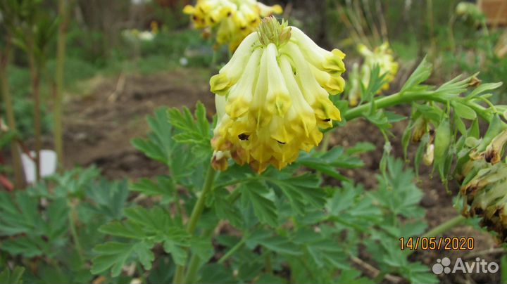 Хохлатка благородная