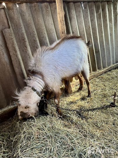 Козёл Ламанча и козлята