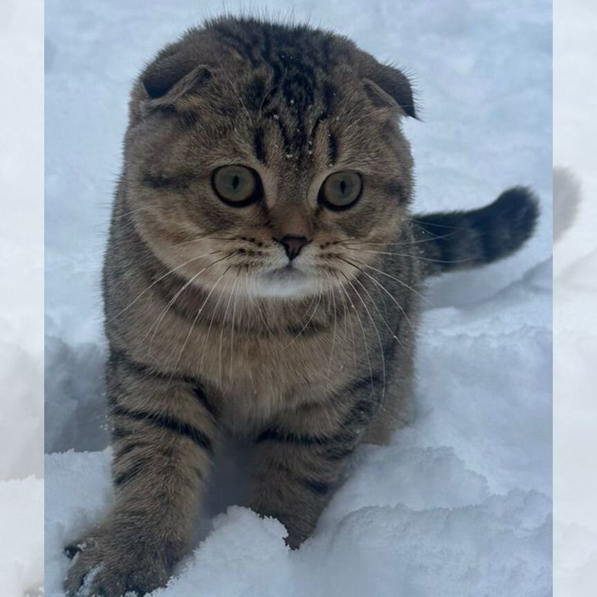 Шотландская вислоухий котенок