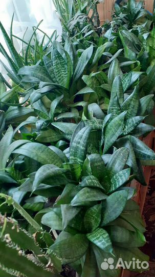 Комнатные цветы