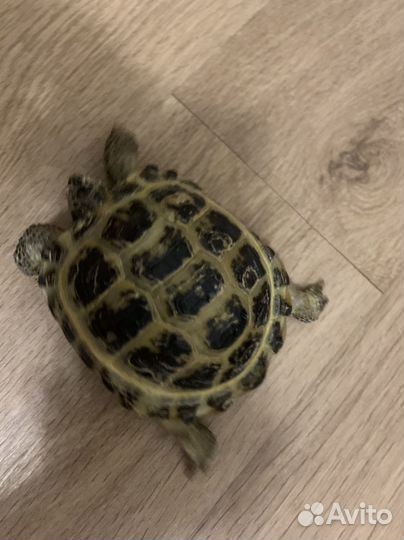 Черепаха сухопутная