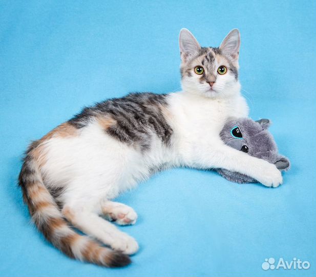 Очаровательные полосатики в добрые заботливые руки