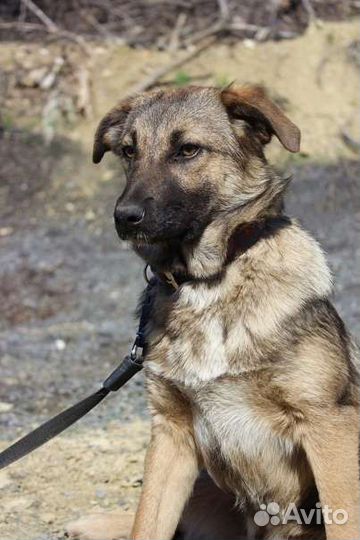 Собака Кейт