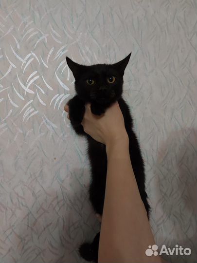 В добрые руки котики