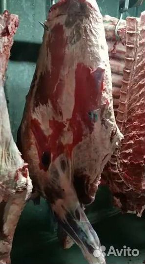 Полутуши корова оптом