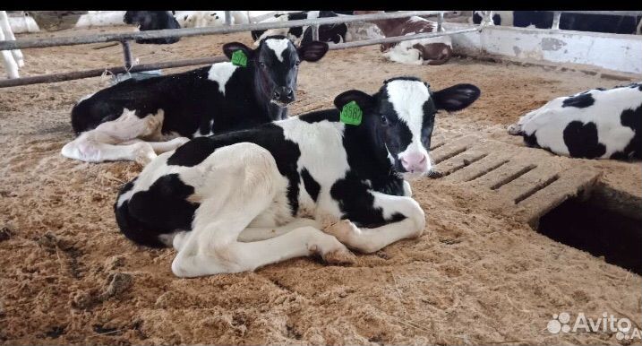 Телята бычки