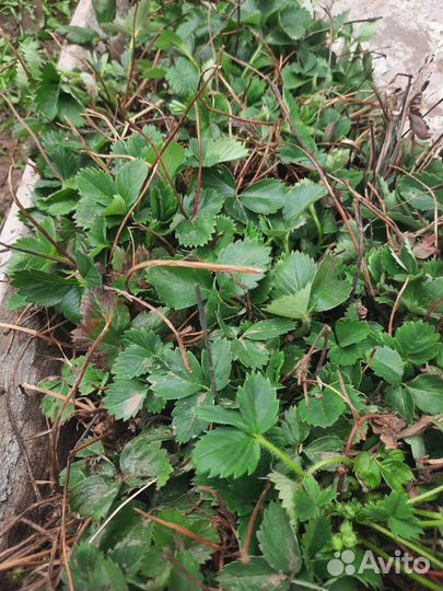 Ренесанс клубника(со вкусом земляники)