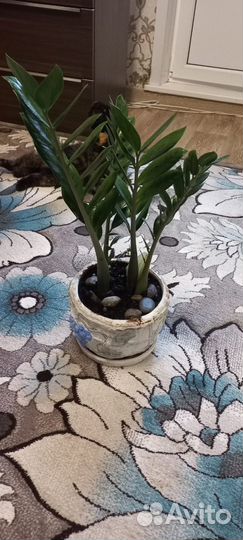 Замиокулькас