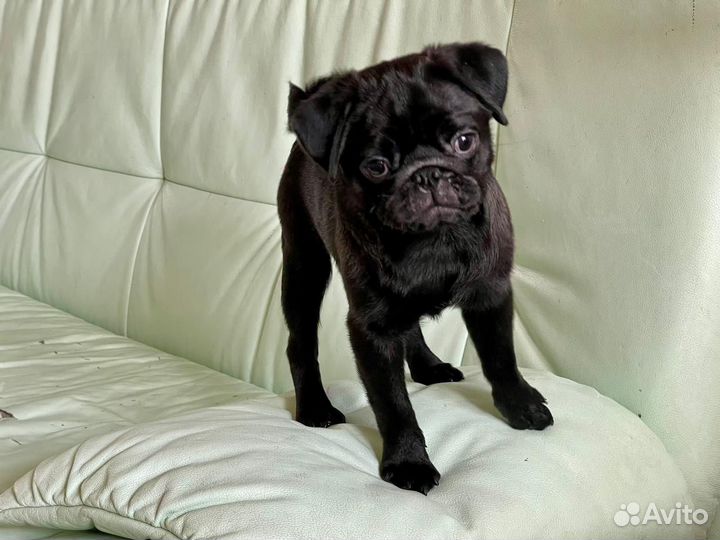 Щенок мопса