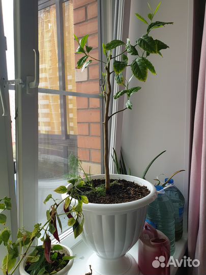 Лимонное дерево