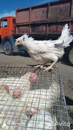 Несушки белый коралл, декалб-уайт, бройлер