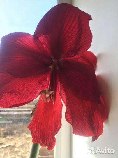 Луковицы гиппеаструма