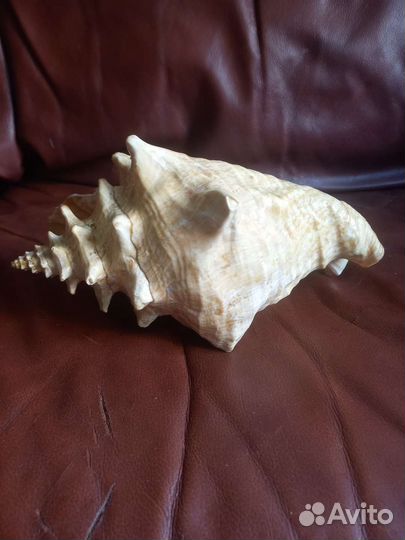 Раковина морская большая