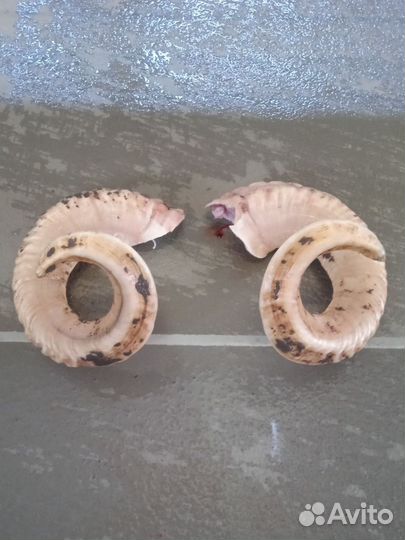 Рога горного барана