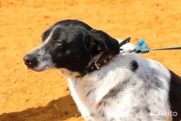 Буля хочет домой