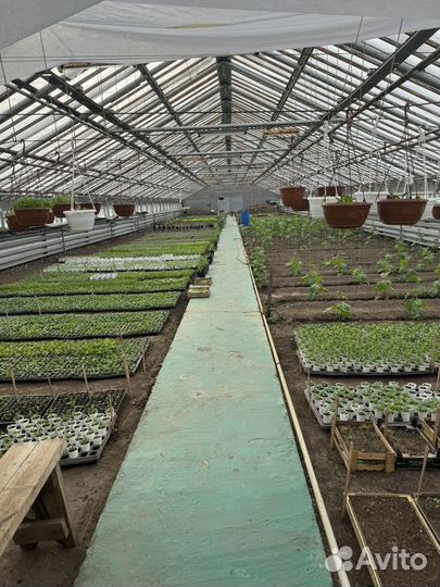 Рассада овощей и цветов в большом ассортименте