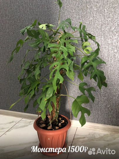 Комнатные цветы