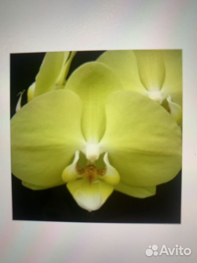 Орхидея фаленопсис