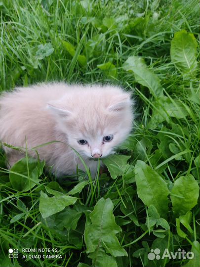 Котята Отдам даром