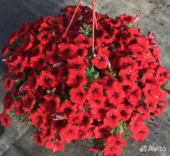 Подвесные кашпо с петунией