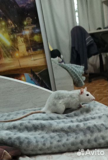 Продаю крыс