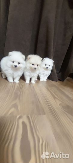 Шпиц померанский щенки