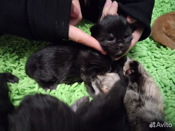 Продам котят мейн-кун