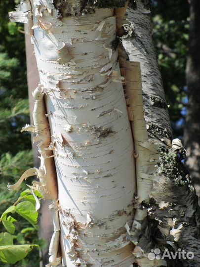 Березовая кора