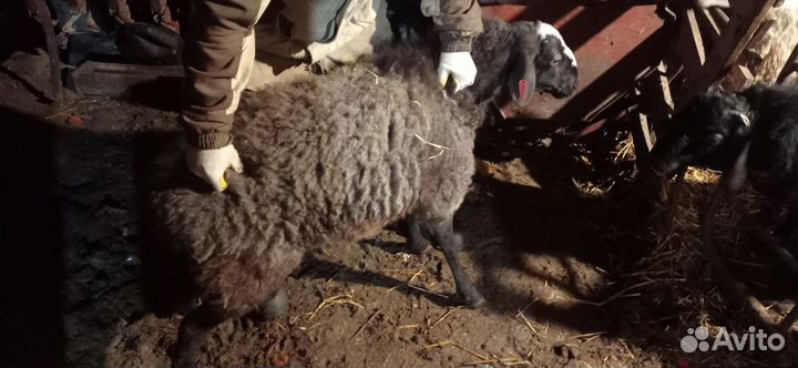 Овечка на мясо