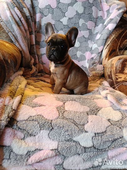 Французский бульдог щенки девочки