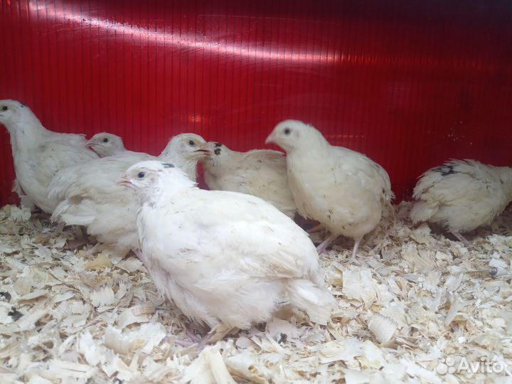 Перепела Техас и феникс золото