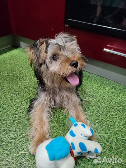 Йоркширский терьер мини